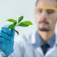 Scientist holding a green plant